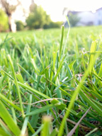 What to Know Before You Spray Your Lawn with Pesticides