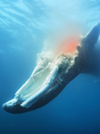Dead Whales Make for an Underwater Feast