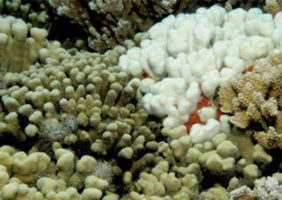 Survival of the Fittest Corals